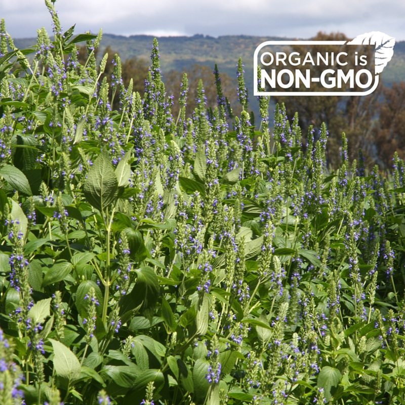 Organic is Non-GMO field