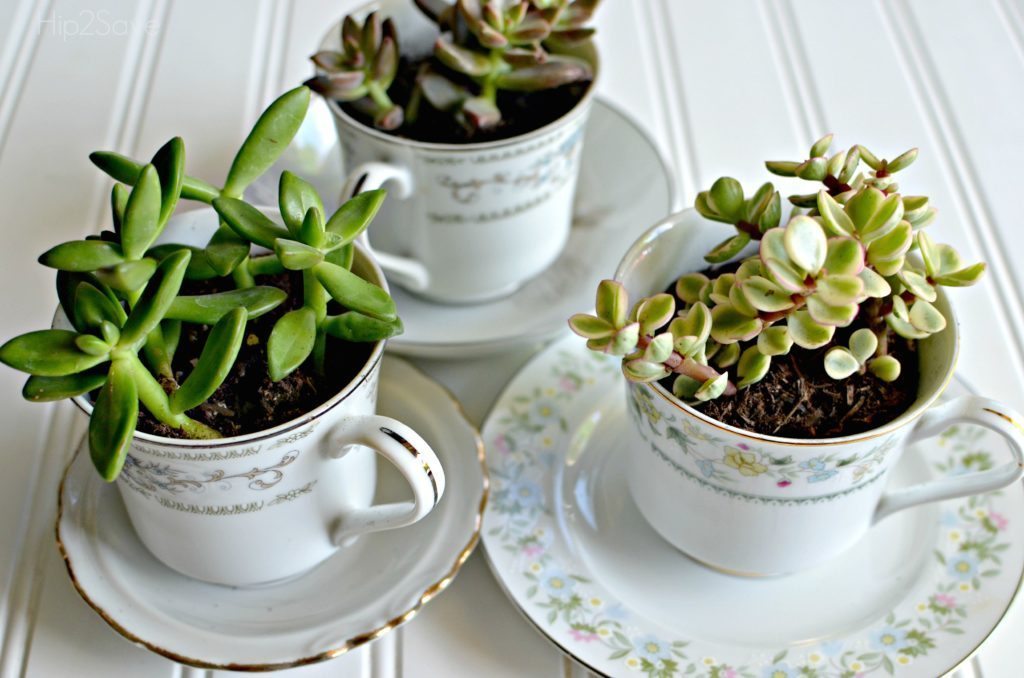 succulents-in-tea-cups-hip2save